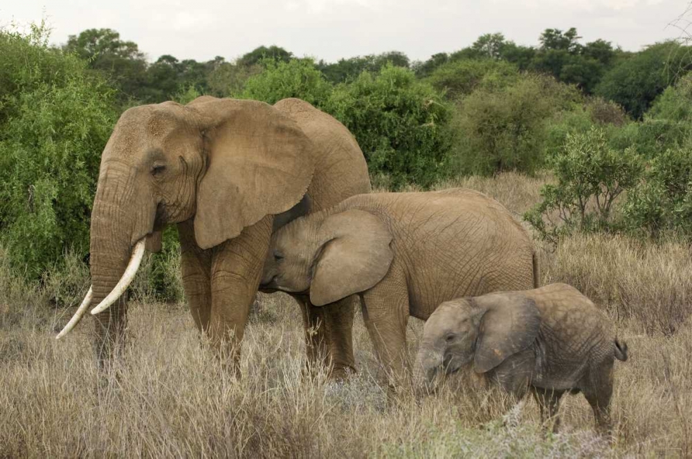 Kenya, Samburu Reserve Elephant with two babies